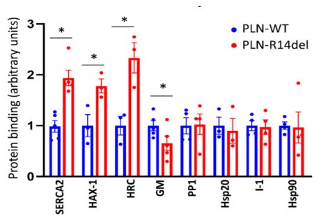 PLN-R14del exhibits altered interactions.jpg